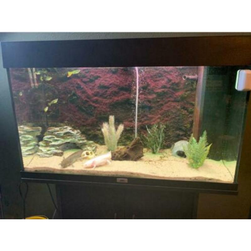 2 Axolotl's inclusief Juwel 125 LED Aquarium