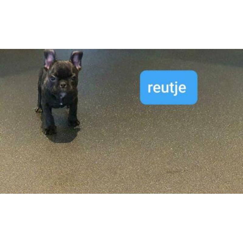 Franse Bulldog. Lief en speels.