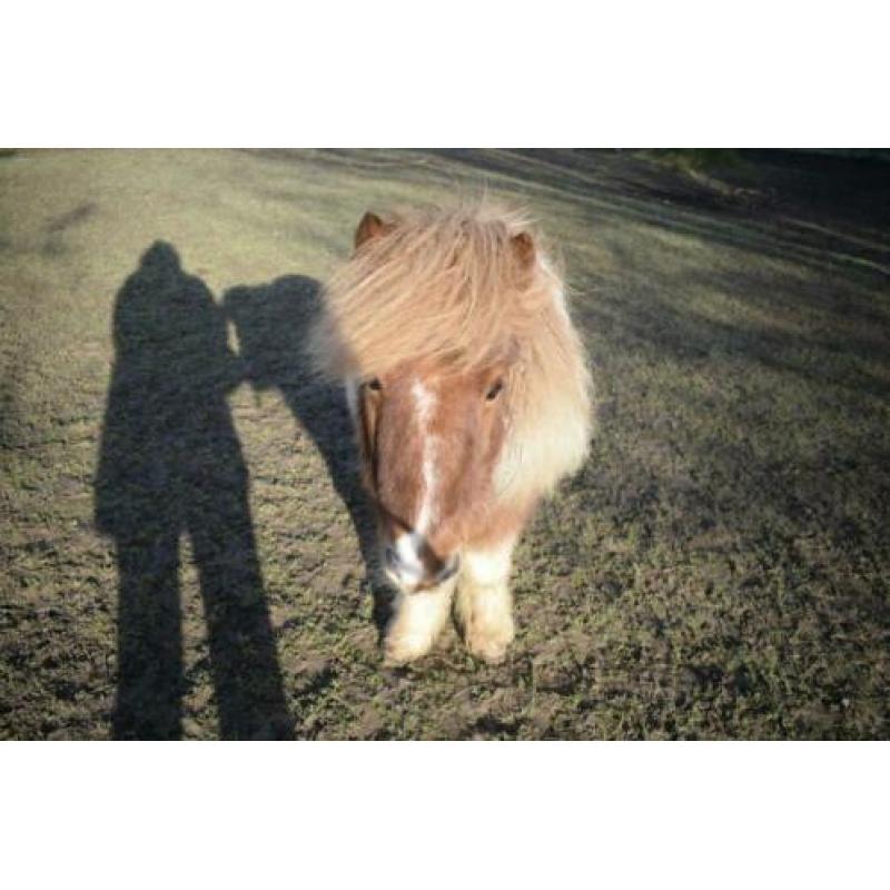 MET SPOED GEZOCHT: Een nieuw thuis voor lieve merrie en ruin