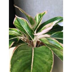 Aglaonema Siam Aurora