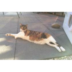 Twee zusjes zoeken nieuw huis (katten poezen poes)