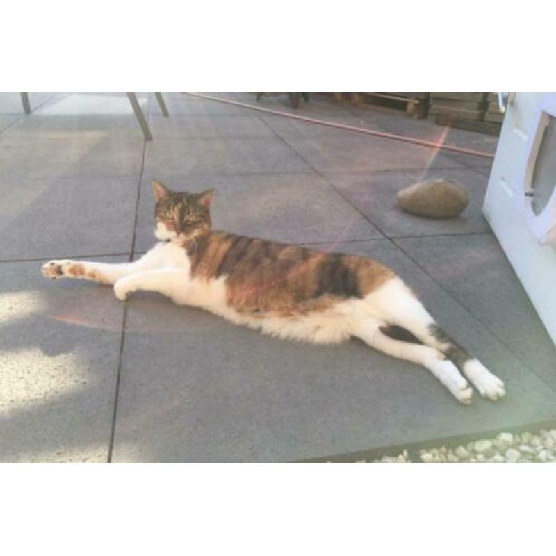 Twee zusjes zoeken nieuw huis (katten poezen poes)