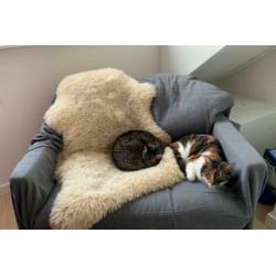 Twee zusjes zoeken nieuw huis (katten poezen poes)
