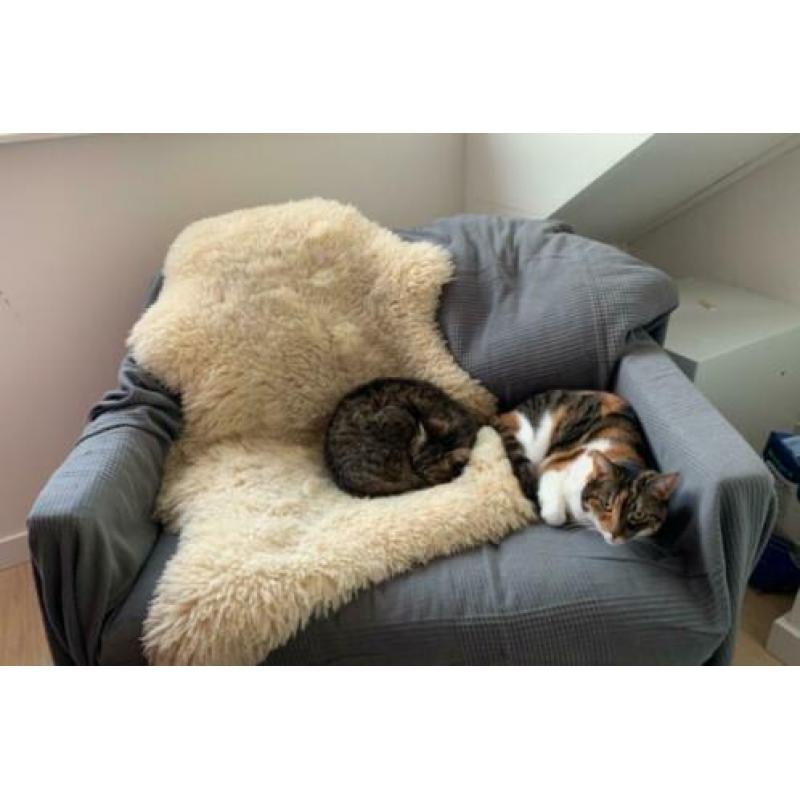 Twee zusjes zoeken nieuw huis (katten poezen poes)