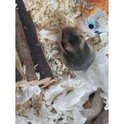 Goudhamster syrische hamsters geboren...