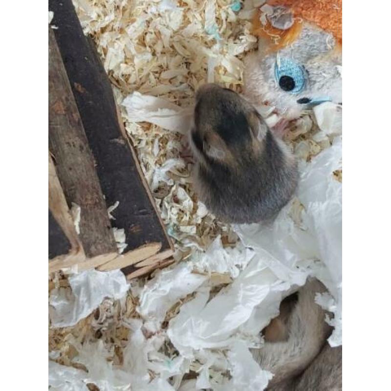 Goudhamster syrische hamsters geboren...