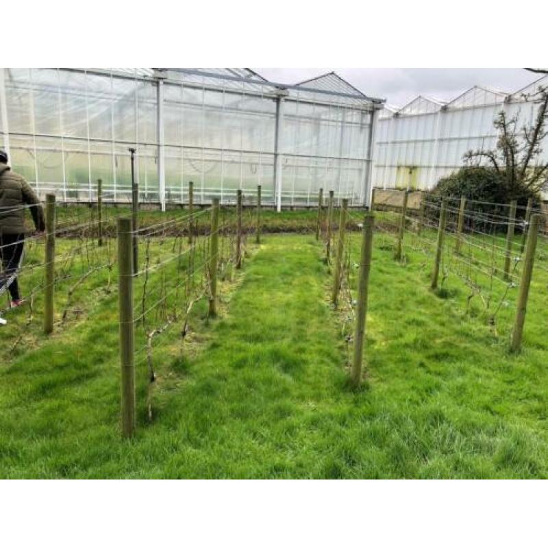 Druivenbomen Sauvignon druif 5 jaar oud
