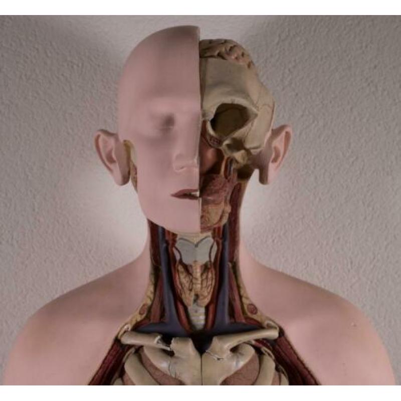 Mooi en compleet model Buste Torso Somso Anatomisch gips