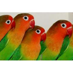 Zuivere wildkleur agapornis fischeri pop dna gesekst !