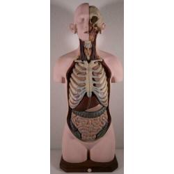 Mooi en compleet model Buste Torso Somso Anatomisch gips
