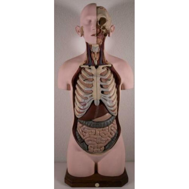 Mooi en compleet model Buste Torso Somso Anatomisch gips