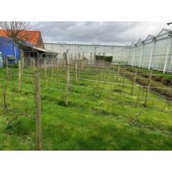 Druivenbomen Sauvignon druif 5 jaar oud