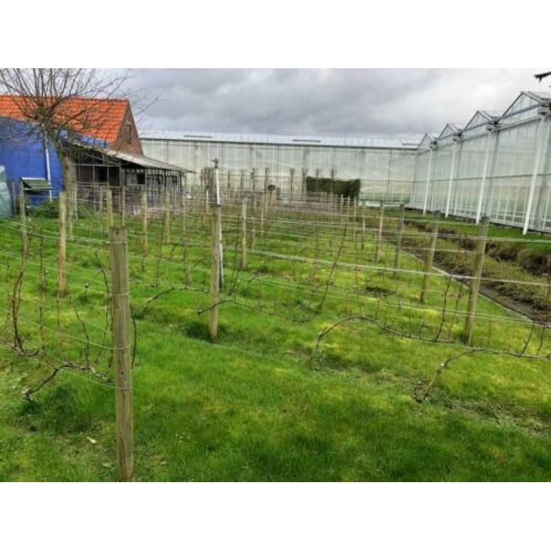 Druivenbomen Sauvignon druif 5 jaar oud