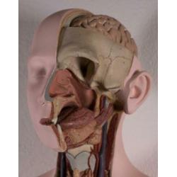Mooi en compleet model Buste Torso Somso Anatomisch gips