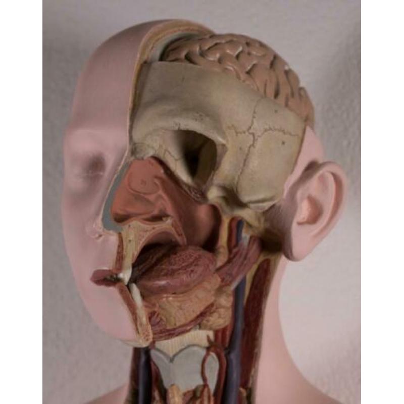 Mooi en compleet model Buste Torso Somso Anatomisch gips