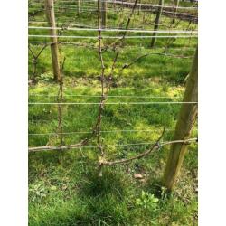 Druivenbomen Sauvignon druif 5 jaar oud