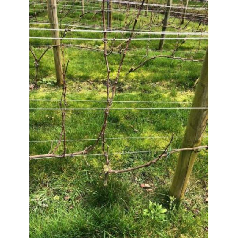 Druivenbomen Sauvignon druif 5 jaar oud