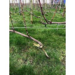 Druivenbomen Sauvignon druif 5 jaar oud