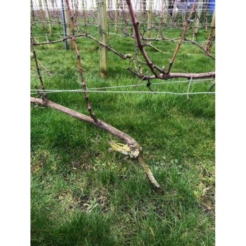 Druivenbomen Sauvignon druif 5 jaar oud