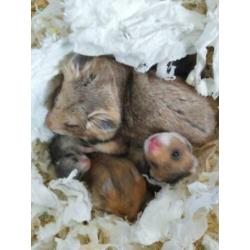 Goudhamster syrische hamsters geboren...