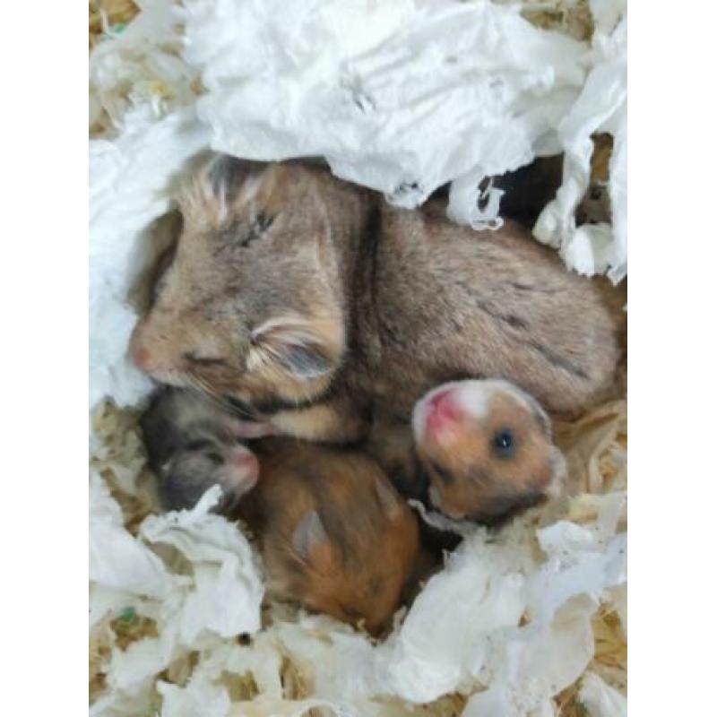 Goudhamster syrische hamsters geboren...