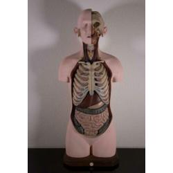 Mooi en compleet model Buste Torso Somso Anatomisch gips
