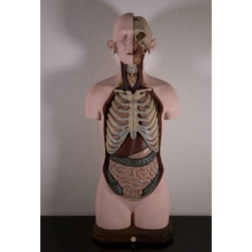 Mooi en compleet model Buste Torso Somso Anatomisch gips