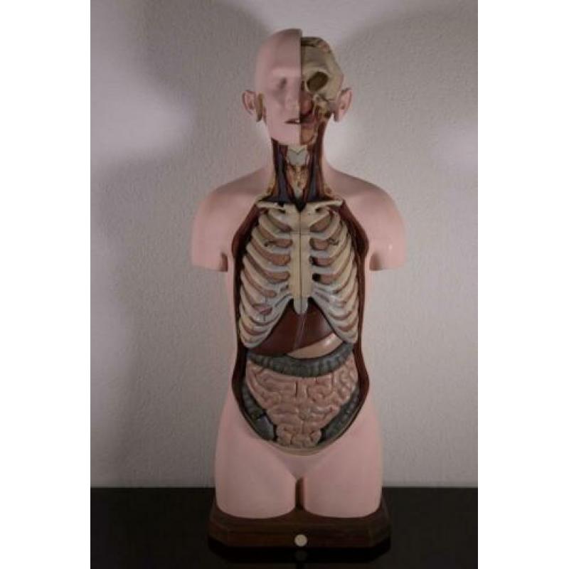 Mooi en compleet model Buste Torso Somso Anatomisch gips