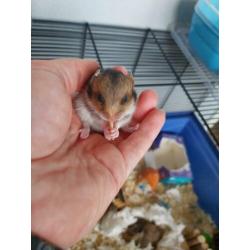 Goudhamster syrische hamsters geboren...