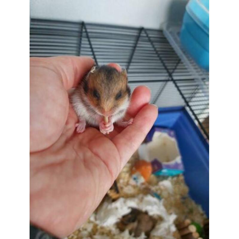 Goudhamster syrische hamsters geboren...