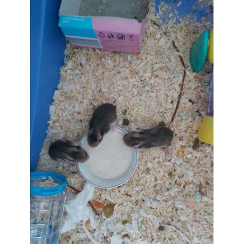 Goudhamster syrische hamsters geboren...