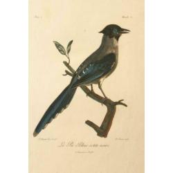 Vintage look platen blauwe ekster/reiger nieuw
