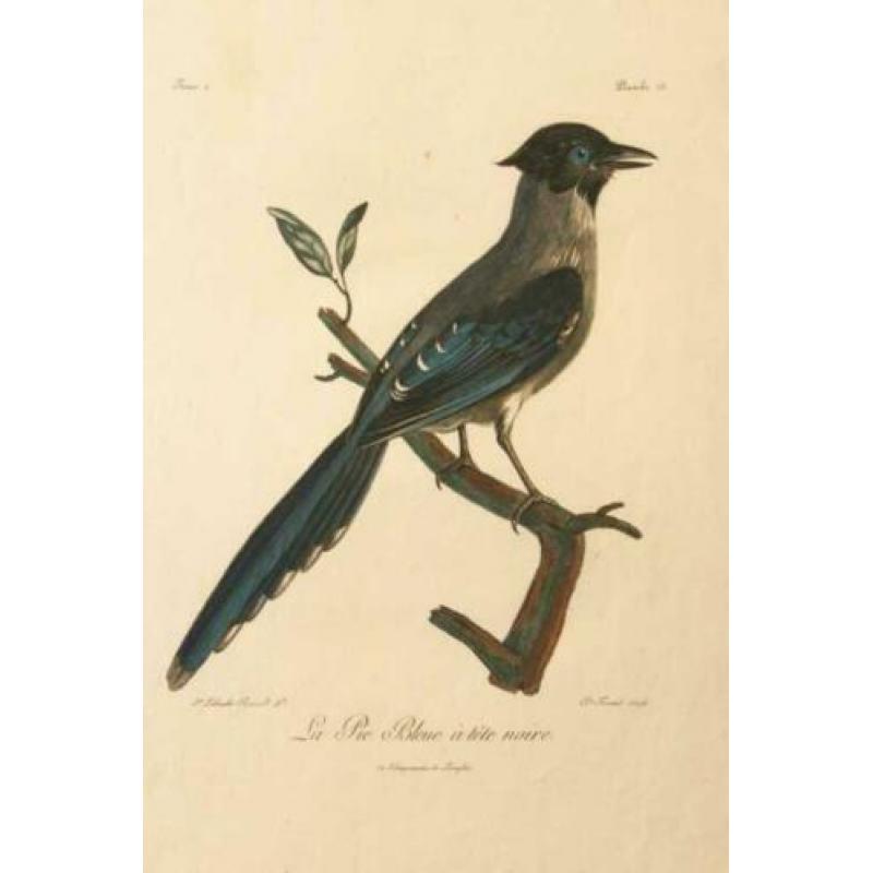 Vintage look platen blauwe ekster/reiger nieuw