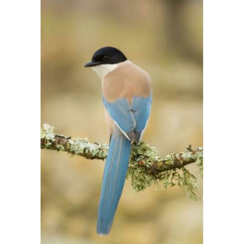 Vintage look platen blauwe ekster/reiger nieuw