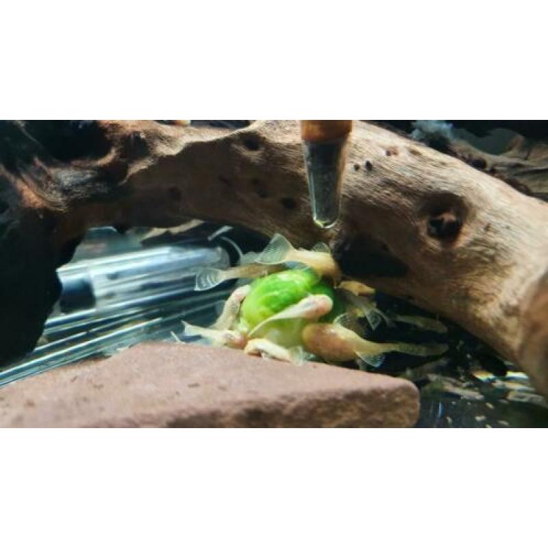 ///te koop baby ancidtrussen gewoon en albino///