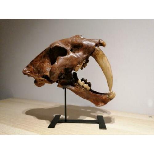 Smilodon sabeltandtijger schedel replica