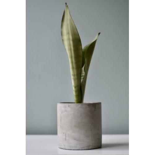 Sansevieria Moonshine excl. pot (vrouwentong)