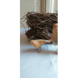 Oude watten vogeltjes