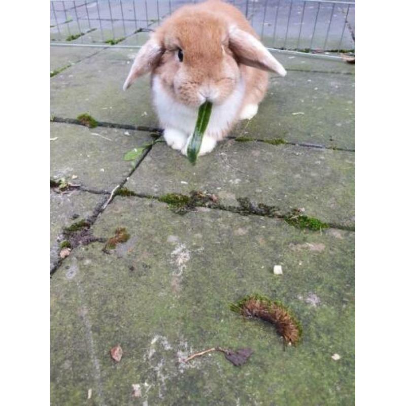 Superleuke dwerghangoor konijntje rammetje