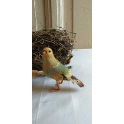 Oude watten vogeltjes