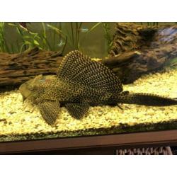 Algeneter pleco ongeveer 40cm