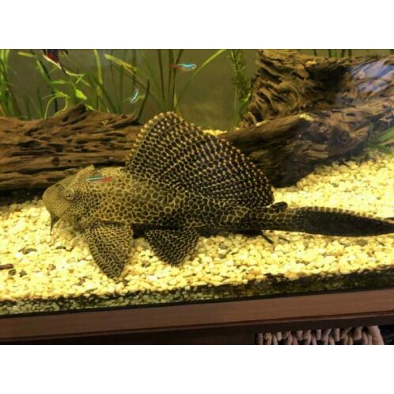 Algeneter pleco ongeveer 40cm