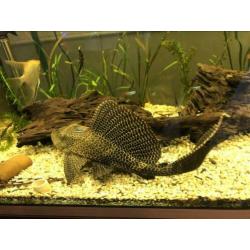 Algeneter pleco ongeveer 40cm