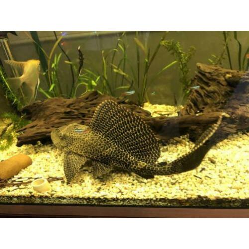 Algeneter pleco ongeveer 40cm