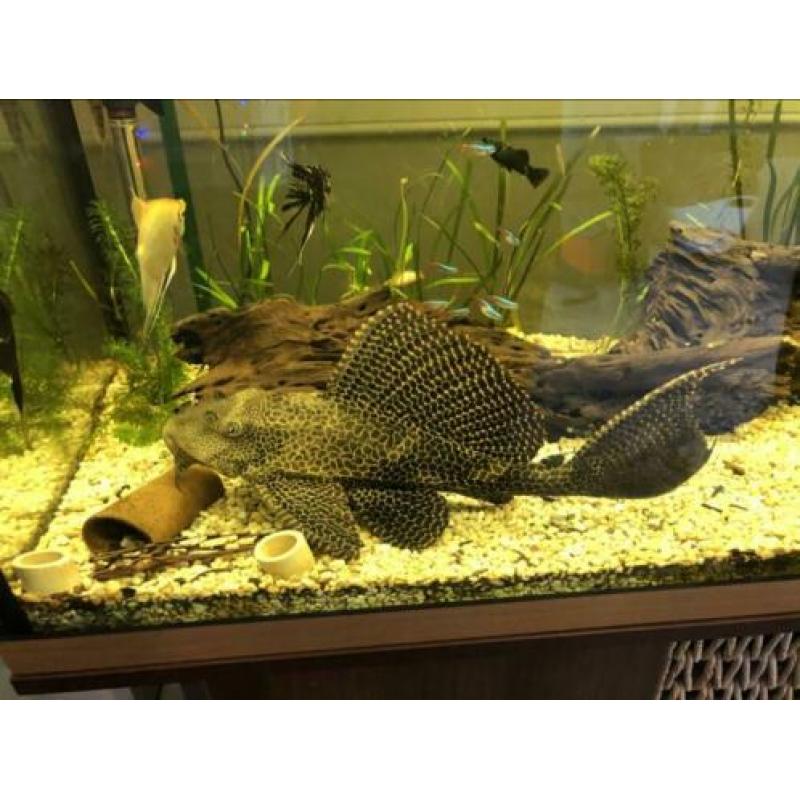 Algeneter pleco ongeveer 40cm