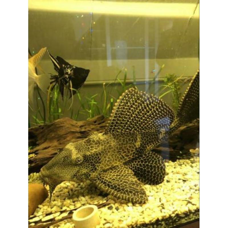 Algeneter pleco ongeveer 40cm