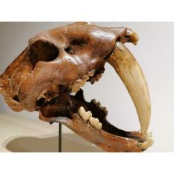 Smilodon "sabeltandtijger" schedel replica