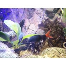 Epalzeorhynchos bicolor – Labeo bicolor VUURSTAARTLABEO