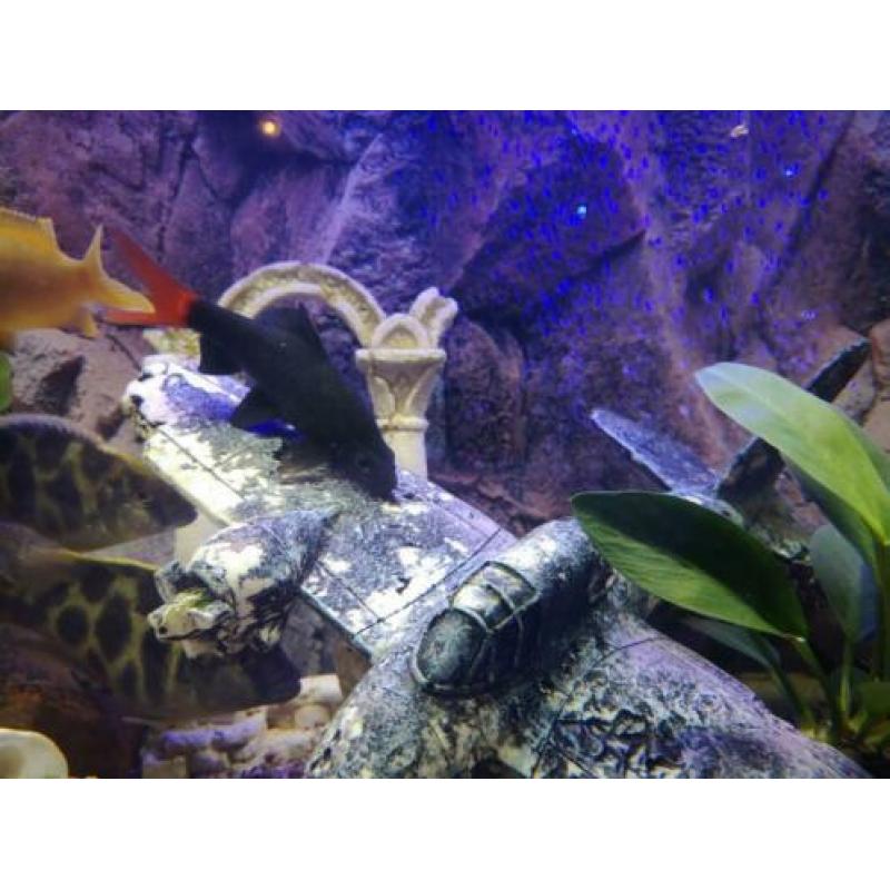 Epalzeorhynchos bicolor – Labeo bicolor VUURSTAARTLABEO