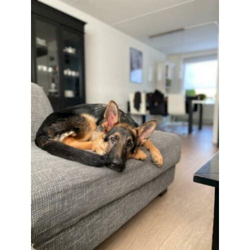 Duitse Herder Alex (6 maanden)